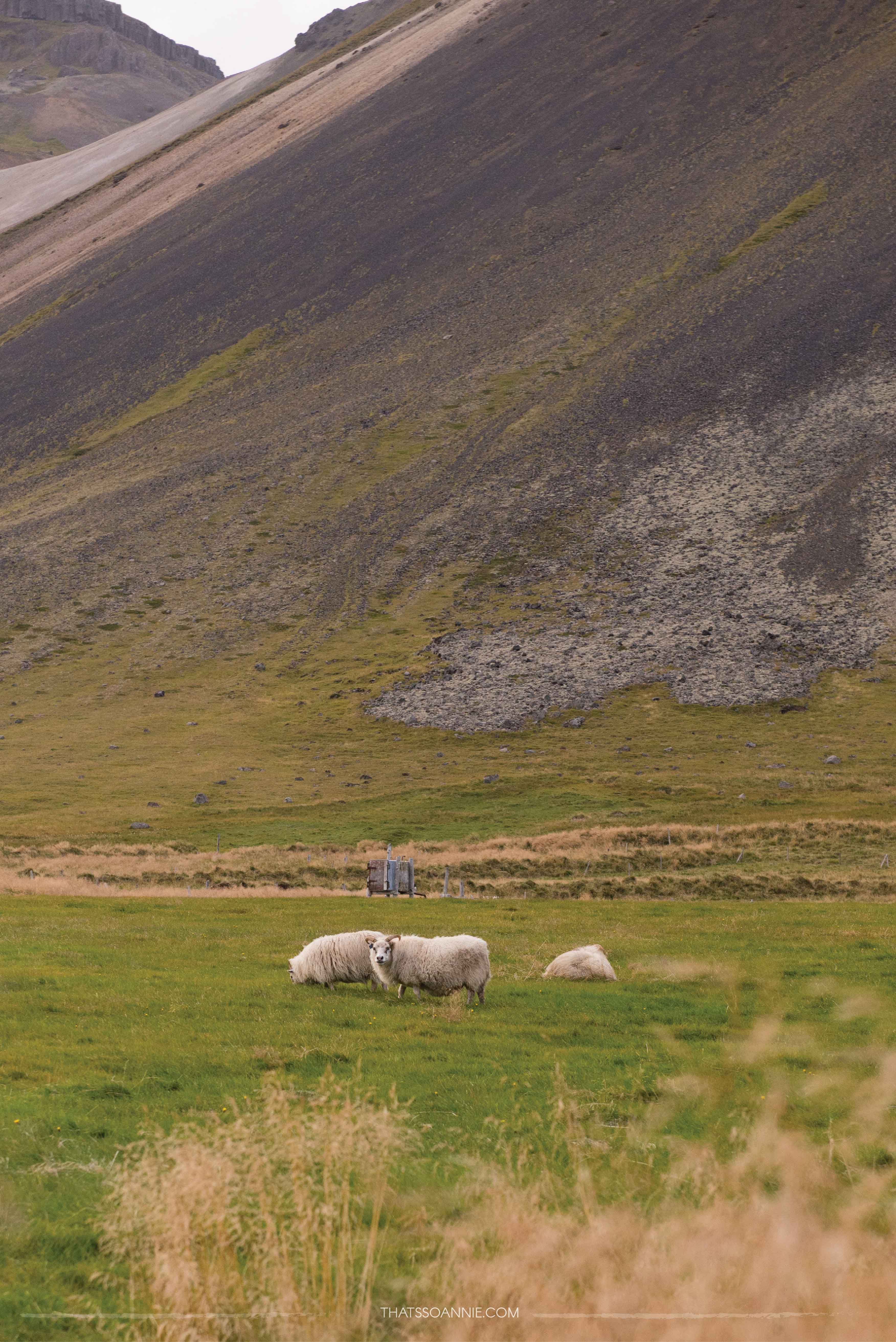 Running into my first Icelandic sheep! Exploring the Snæfellsnes Peninsula | Ring Road roadtrip, Iceland | www.thatssoannie.com