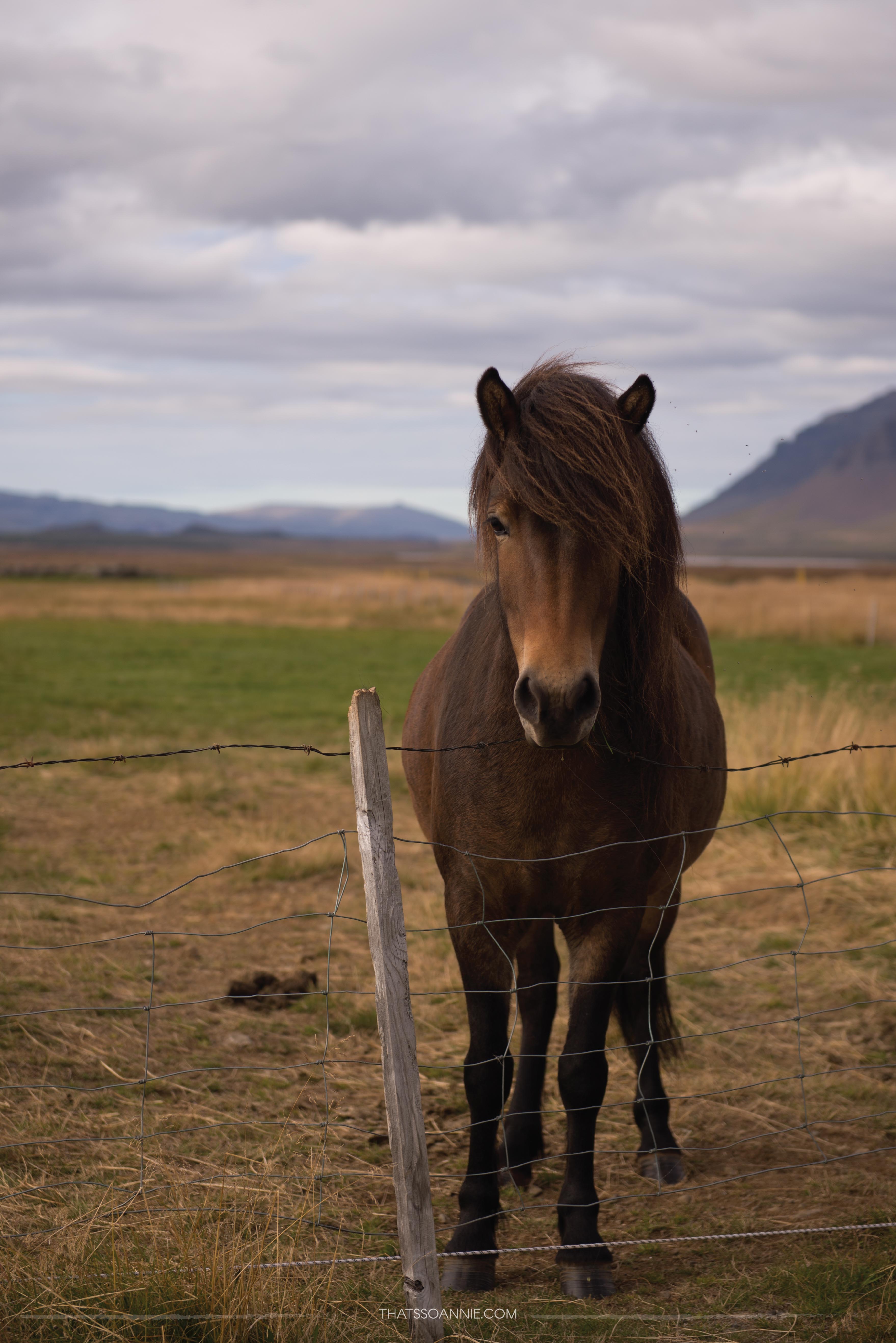 My first Icelandic horse! Exploring the Snæfellsnes Peninsula, Iceland | www.thatssoannie.com