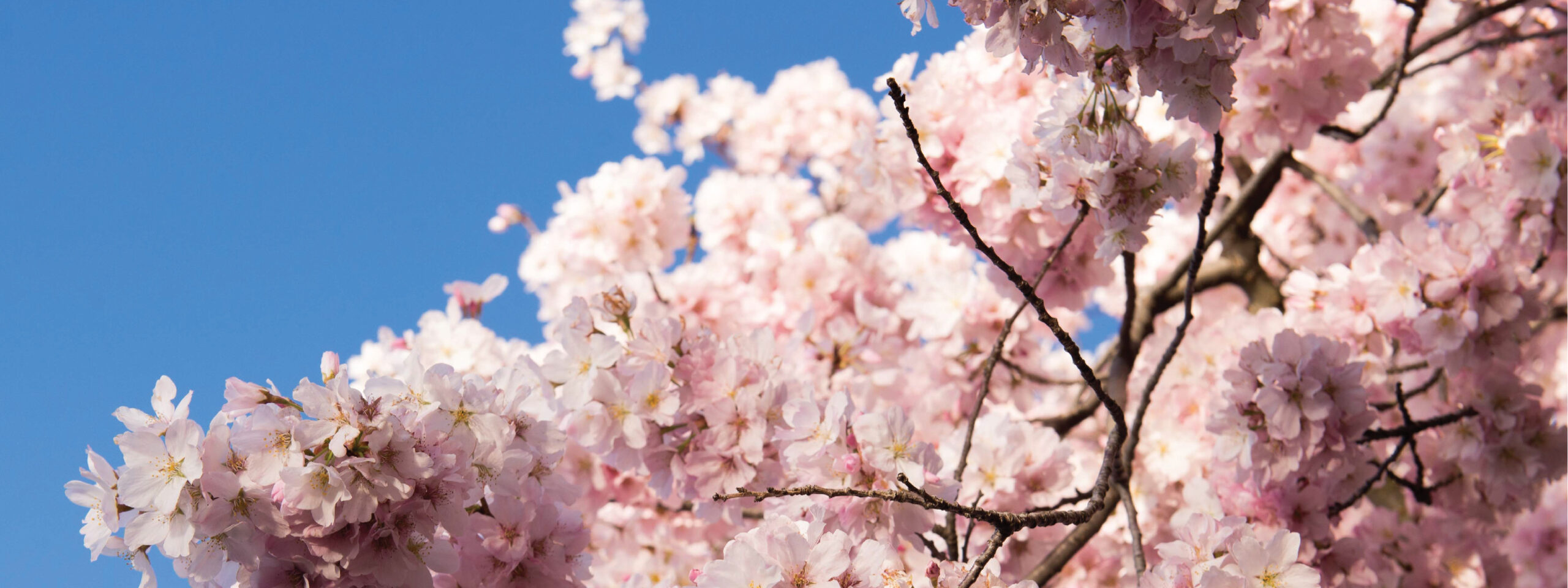 Cherry Blossoms in Washington, DC!